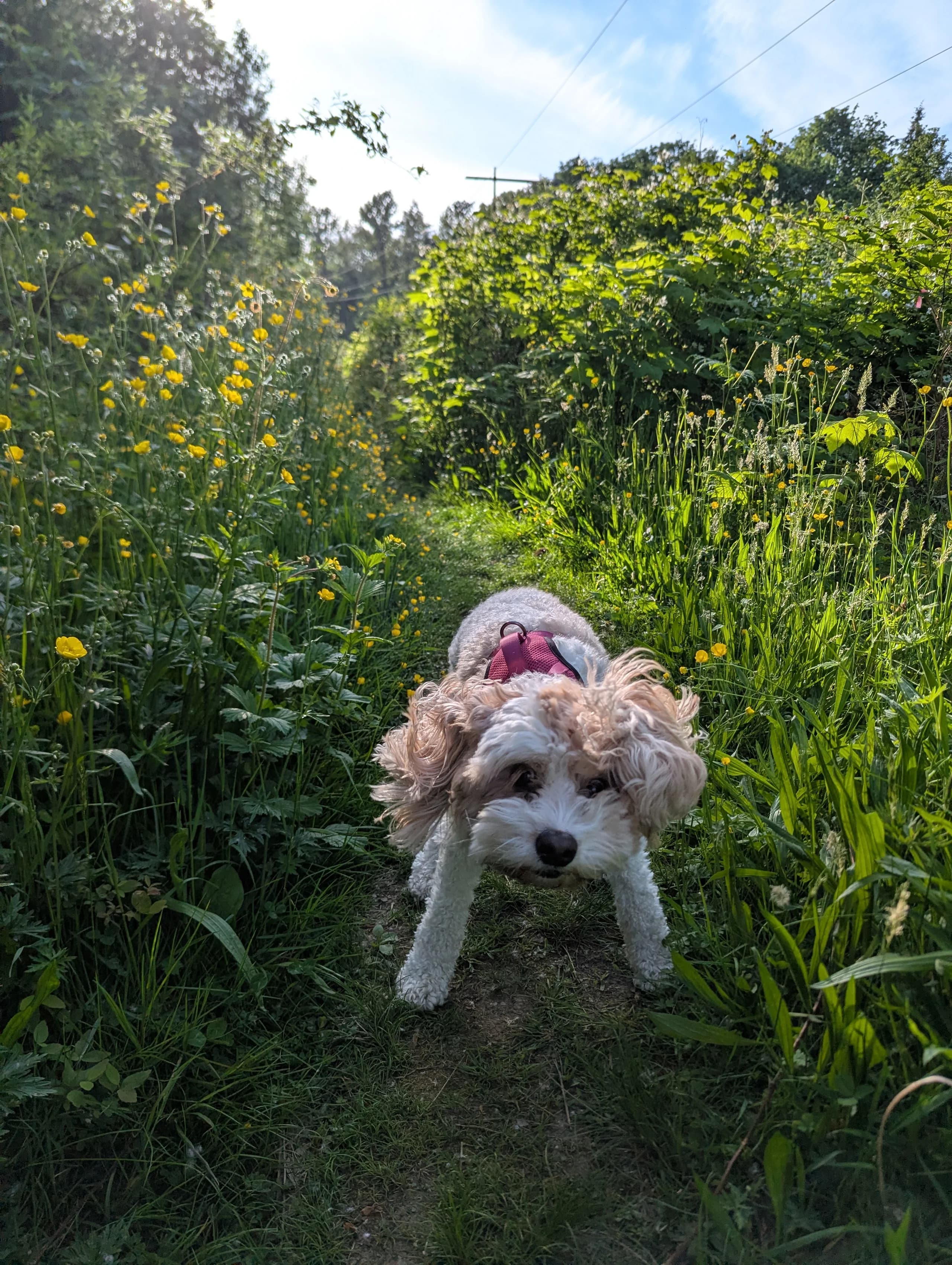 crazy doggo!